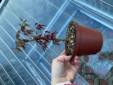 Rotblättriger Fächer-Ahorn kleiner Baum für Freilandanlagen