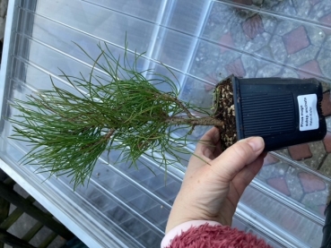 Kiefer kleiner Baum für Freilandgehege