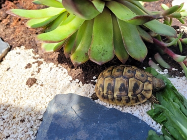 Terrano Kalzium Bodengrund 5 kg (natur)