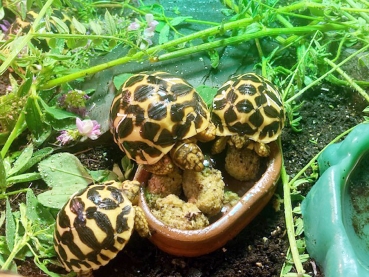 Nutrazu® Mazuri Tortoise Diet 500g