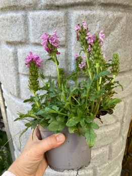 Große Braunelle (Prunella grandiflora) Futterpflanze