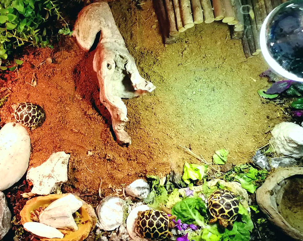 Desert sales bedding terrarium