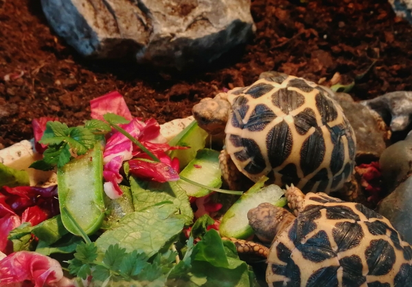 Opuntien (Opuntia) Kaktus Futterblatt für Schildkröten ca. 1kg