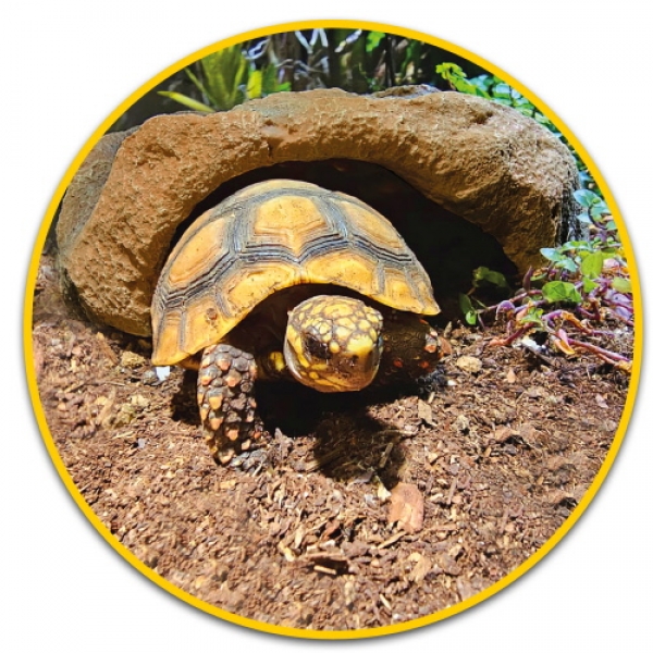 Hobby Mojave Cave XL Höhle für Terrarien (Art.-Nr.:36249)
