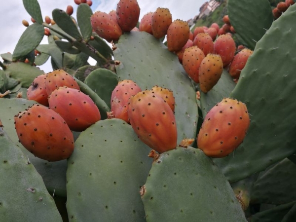 Opuntien (Opuntia) Kaktus Futterblatt für Schildkröten ca. 1kg