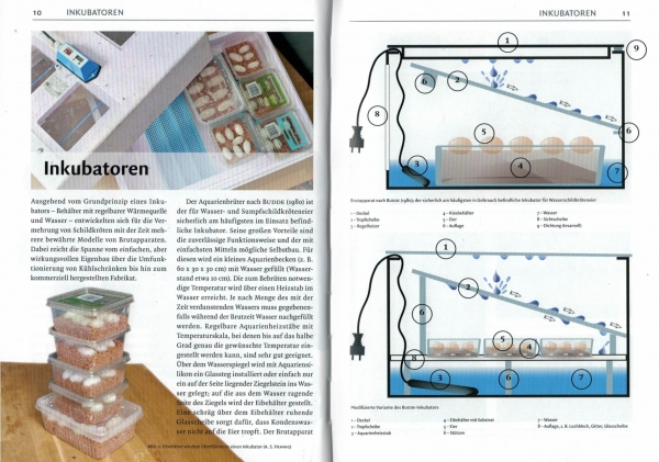 Inkubation von Schildkröteneiern Schildkrötenbibliothek 5