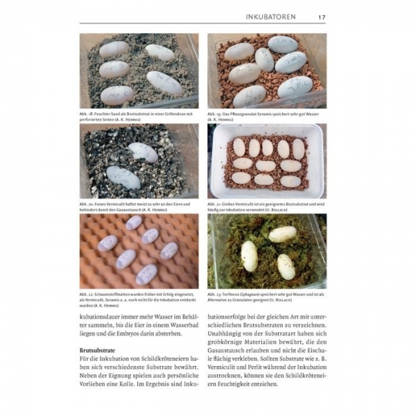 Inkubation von Schildkröteneiern Schildkrötenbibliothek 5