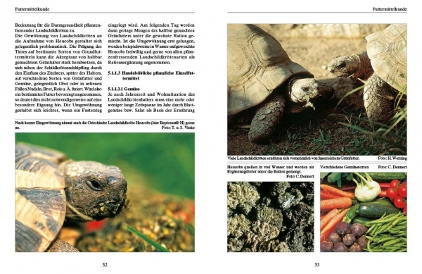 Ernährung von Landschildkröten Carolin Dennert
