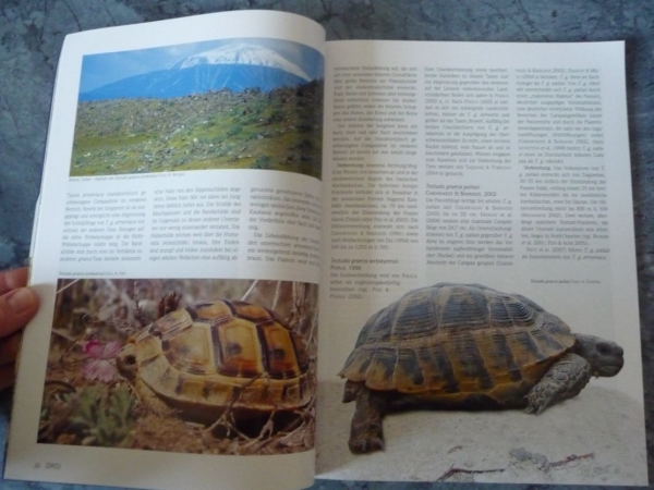 DRACO 32 - Mediterrane Landschildkröten