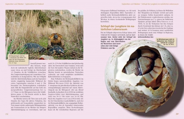 Das Schildkrötenjahr Michael Wirth