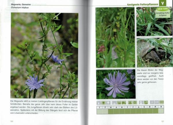Der Schildkröten-Gärtner - Naturnahe Ernährung Europäischer Landschildkröten