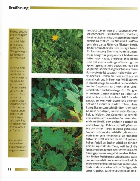 Ihr Hobby Breitrandschildkröten (Georg Mirlach)