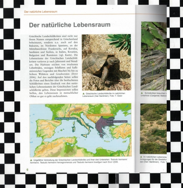 Die Griechische Landschildkröte Ines Kosin