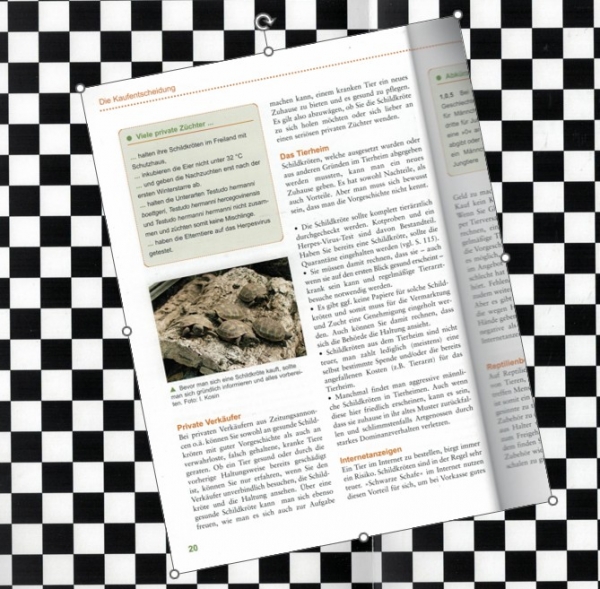 Die Griechische Landschildkröte Ines Kosin