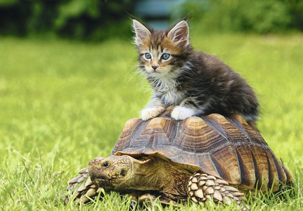 Grußkarte "Kätzchen auf Spornschildkröte"
