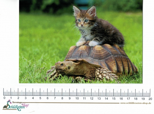Grußkarte "Kätzchen auf Spornschildkröte"