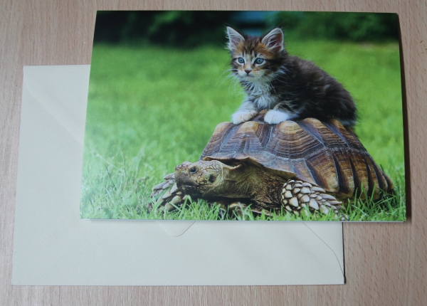 Grußkarte "Kätzchen auf Spornschildkröte"
