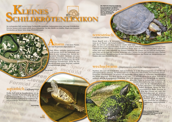 MARGINATA KIDS 1 - Schildkröten