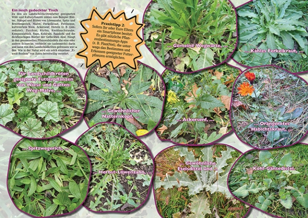 MARGINATA KIDS 2 - Futter