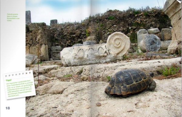 Landschildkröten-Fibel - Die bekanntesten mediterranen Arten