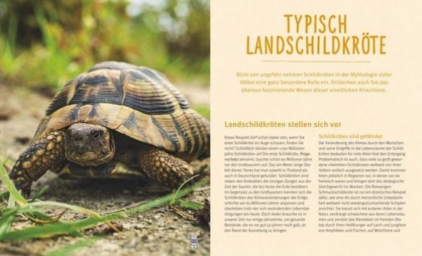 Landschildkröten Fit und gesund durchs Leben - Dr Hartmut Wilke