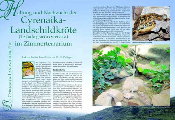 Marginata 25 - Die Cyrenaika Landschildkröte