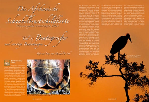 Marginata 25 - Die Cyrenaika Landschildkröte