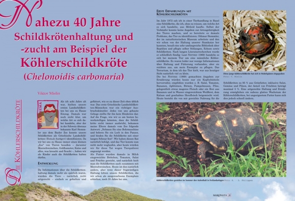 Marginata 27 - Köhlerschildkröten