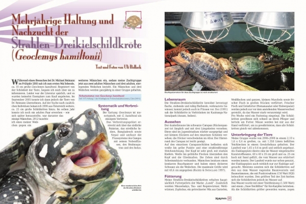 Marginata 38 - Schildkrötenhybriden in der Natur und in menschlicher Obhut