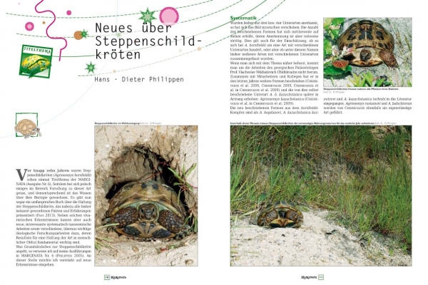 Marginata 41 - Steppenschildkröten