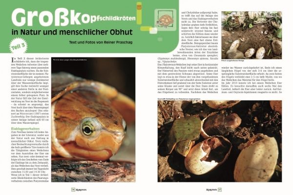 Marginata 41 - Steppenschildkröten