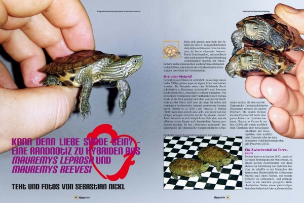 Marginata 44 - Europäische Landschildkröten in der Natur beobachten