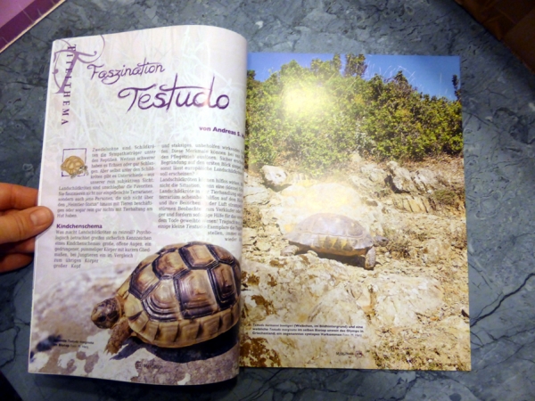 Marginata 55 - Faszination Testudo