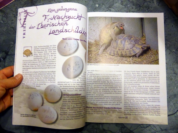 Marginata 55 - Faszination Testudo