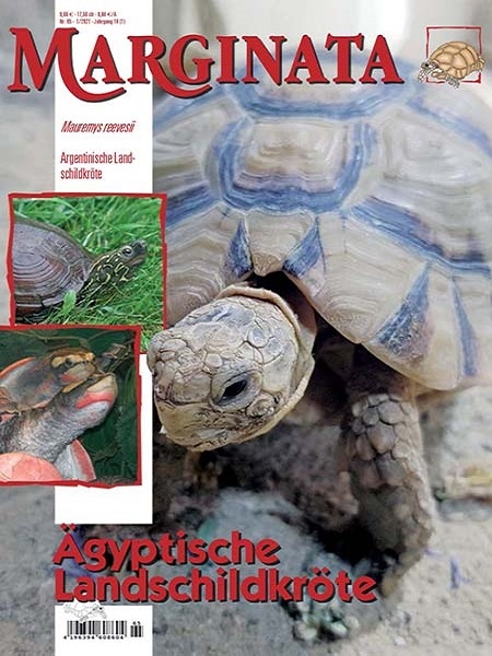 Marginata 65 - Ägyptische Landschildkröte