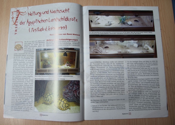 Marginata 65 - Ägyptische Landschildkröte