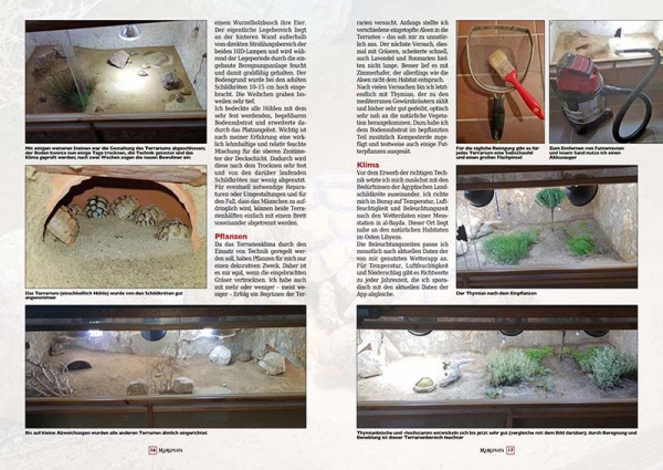 Marginata 65 - Ägyptische Landschildkröte