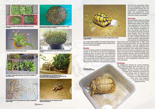 Marginata 65 - Ägyptische Landschildkröte