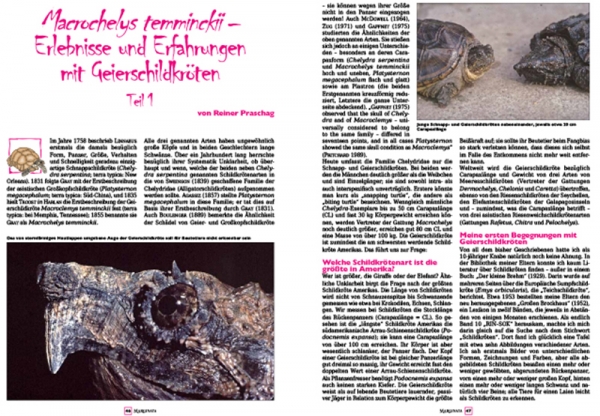Marginata 68 - Pantherschildkröte, Stigmochelys pardalis