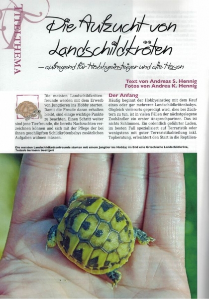 Marginata 72 - Aufzucht von Landschildkröten