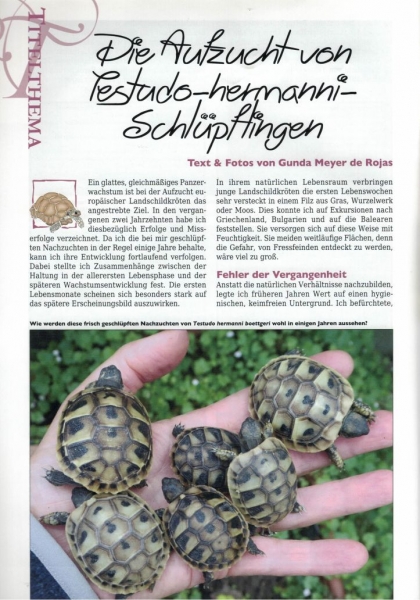 Marginata 72 - Aufzucht von Landschildkröten