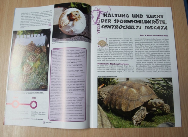 Marginata 77 - Spornschildkröte