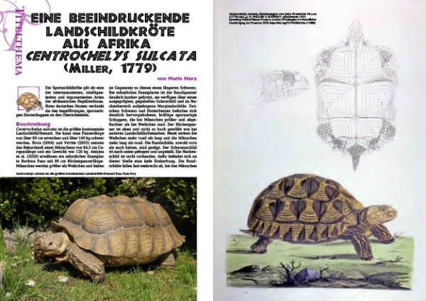 Marginata 77 - Spornschildkröte