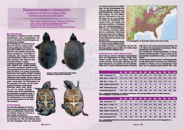 Marginata 77 - Spornschildkröte