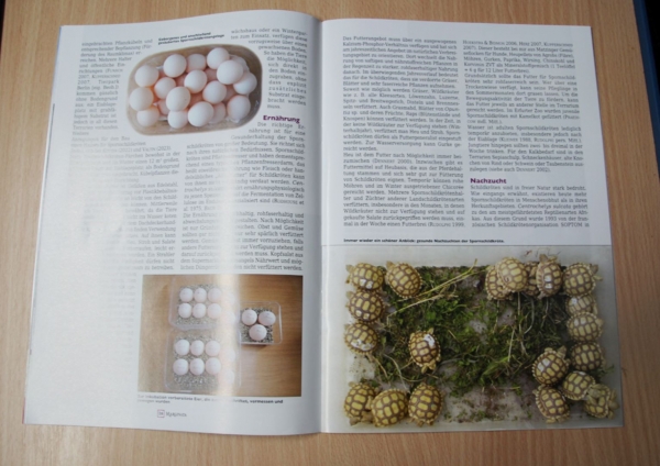 Marginata 77 - Spornschildkröte