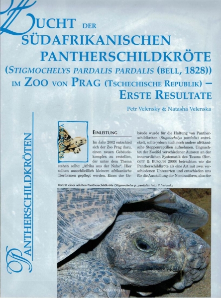 Marginata 8 - Pantherschildkröten (Geochelone babcocki)