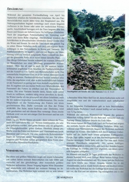 Marginata 8 - Pantherschildkröten (Geochelone babcocki)