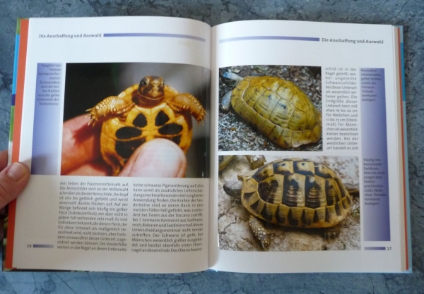 Ihr Hobby Griechische Landschildkröten (Rainer Zirngibl)