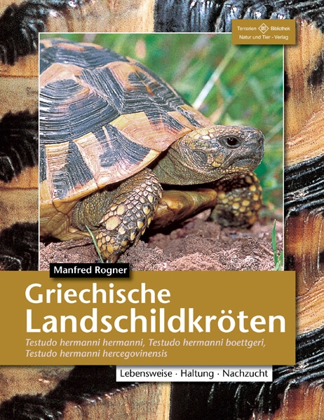 Griechische Landschildkröten Testudo hermanni