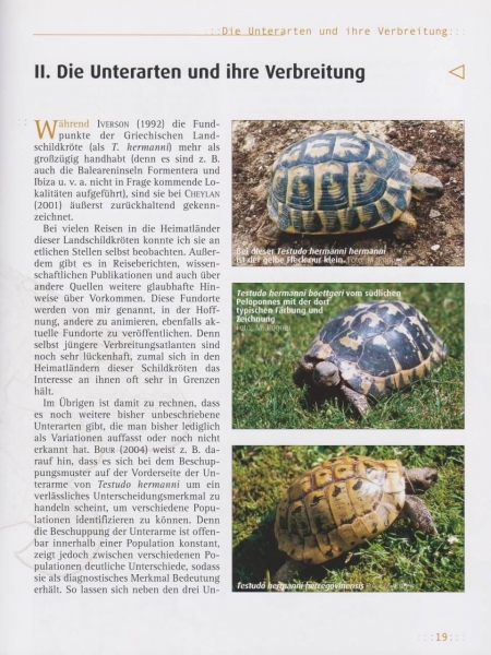Griechische Landschildkröten Testudo hermanni